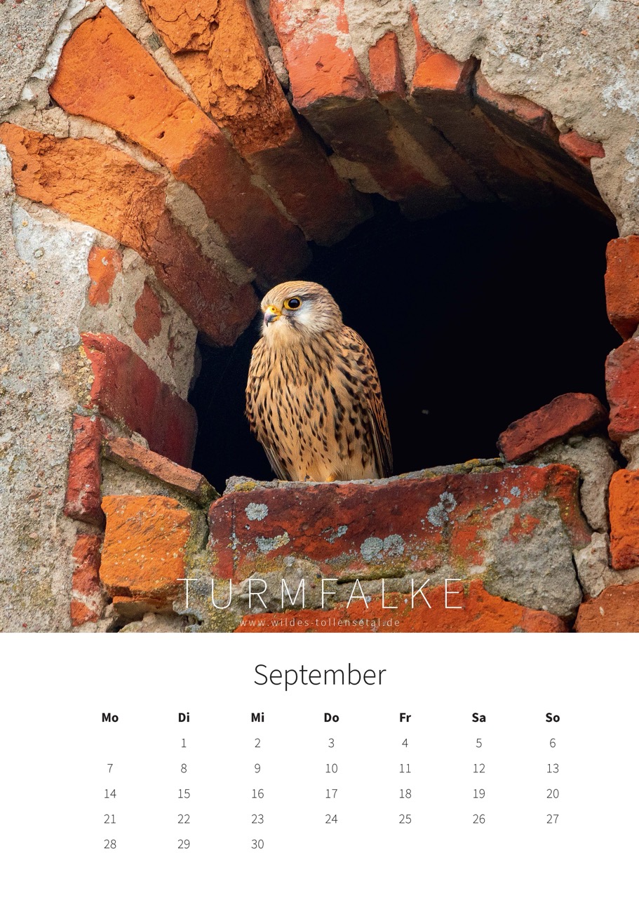 Wildes Tollensetal 2026 – Bild 12