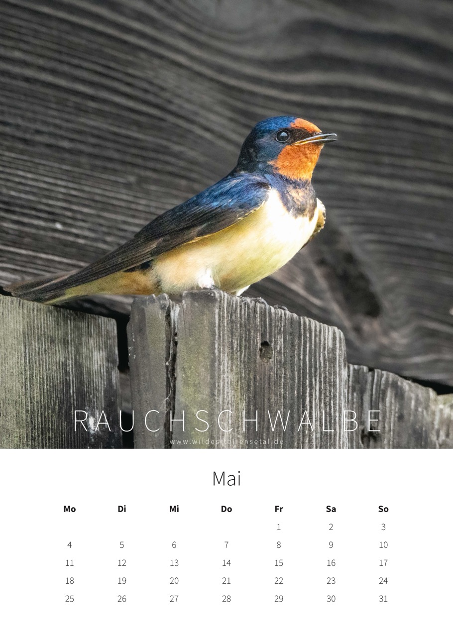 Wildes Tollensetal 2026 – Bild 8