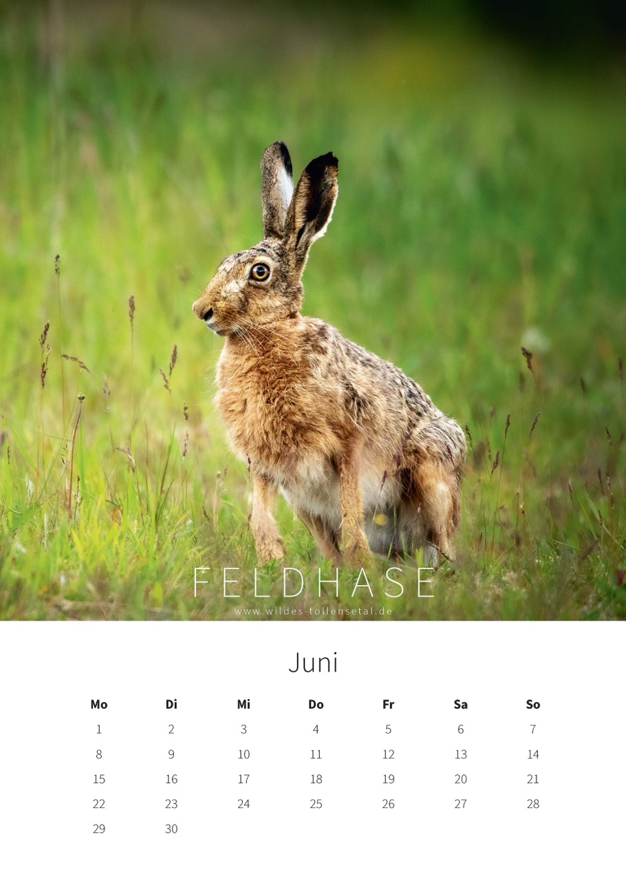 Wildes Tollensetal 2026 – Bild 9