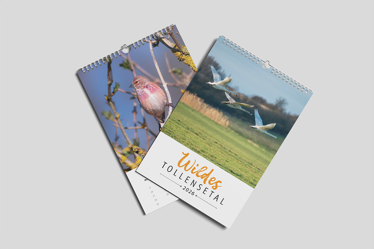 Wildes Tollensetal 2026