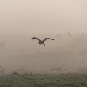 Im Nebel