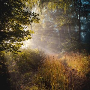 Licht im Wald